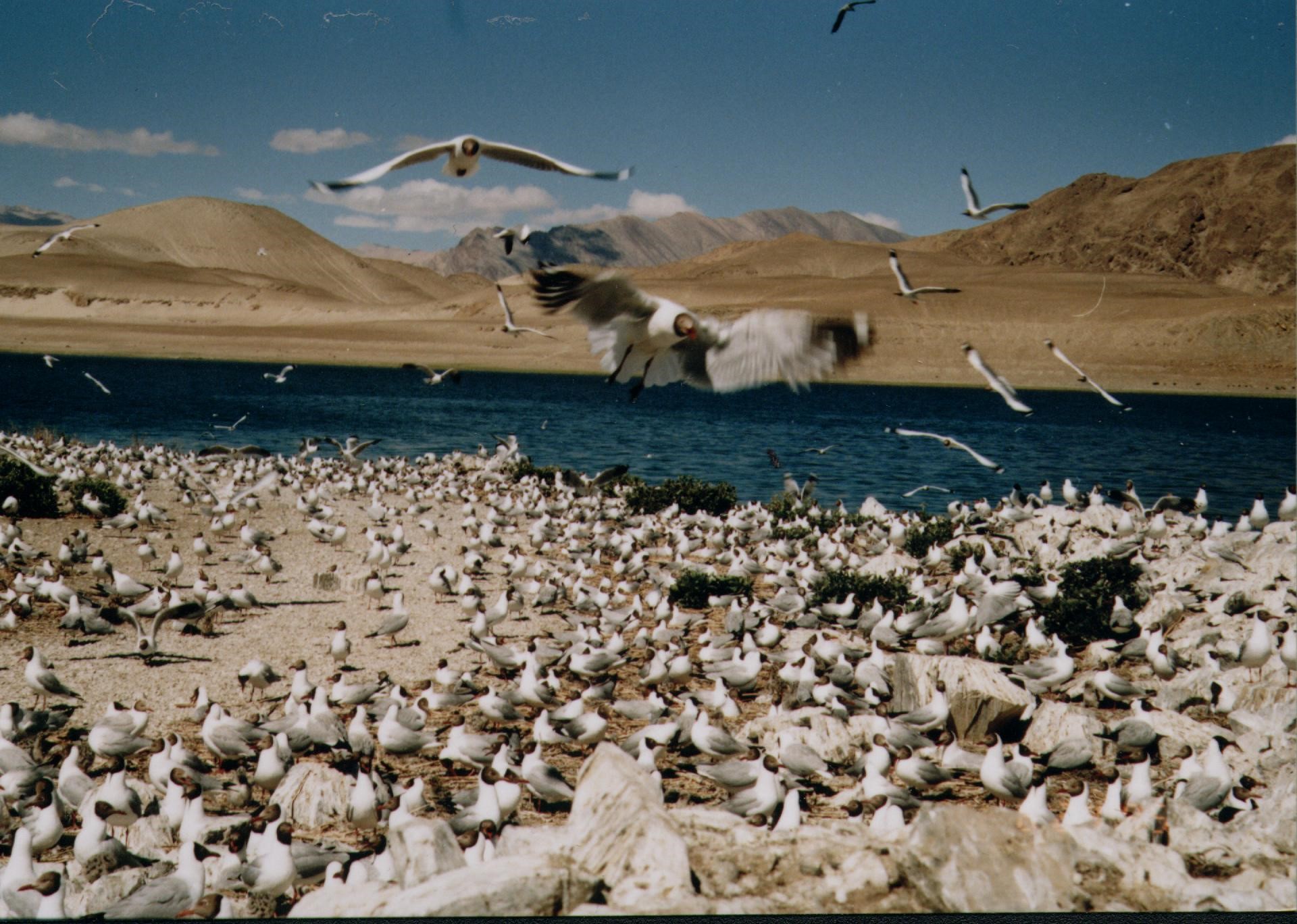 Larus brunnicephalus